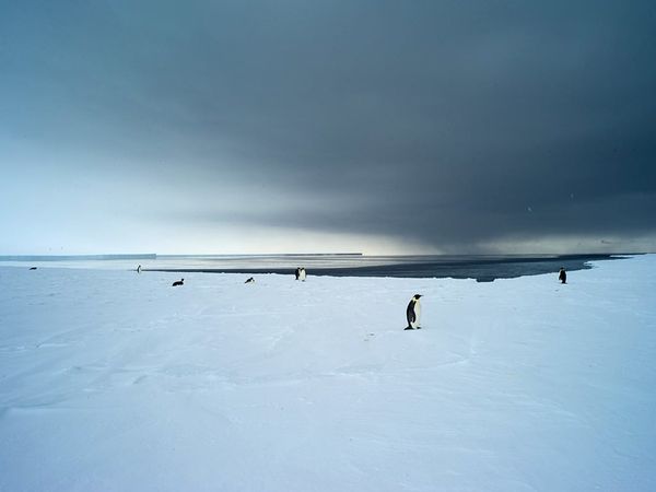 Antarctic Bay