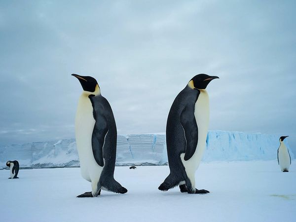 Emperors Penguins